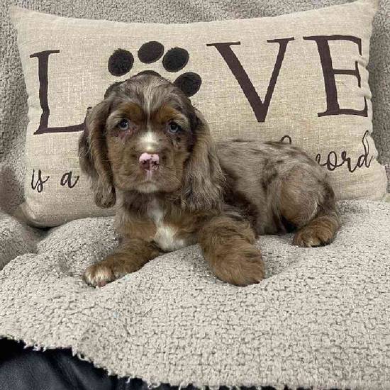Cocker Spaniel
