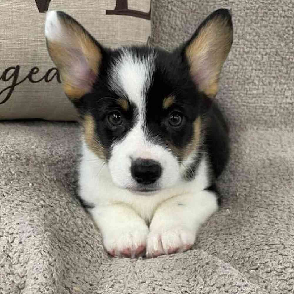carousel pet images