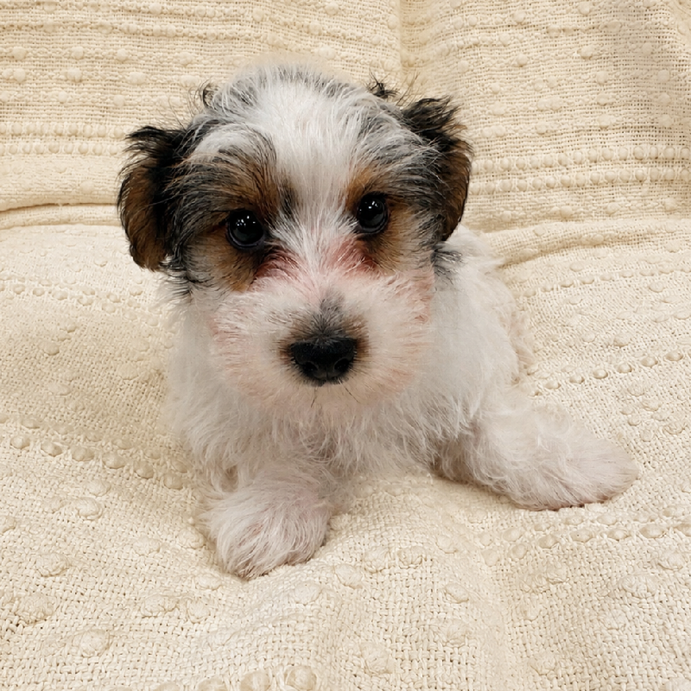 Image of a pet breed in the gallery