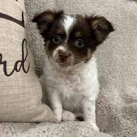 Chihuahua