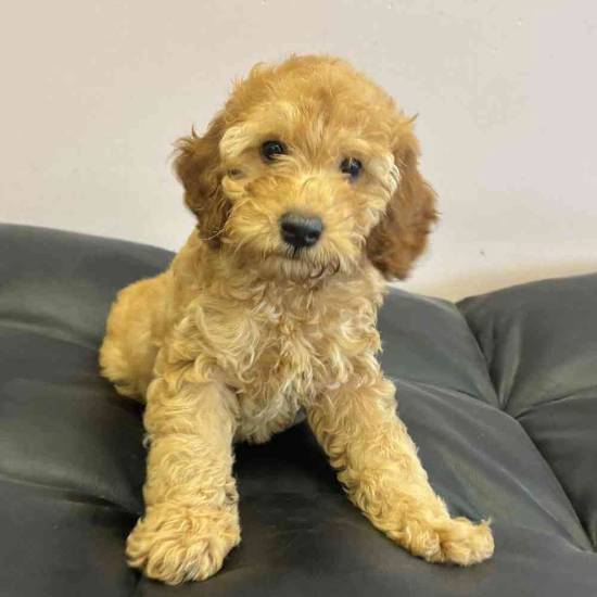 Mini Goldendoodle
