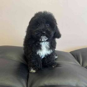Bichon-Poo