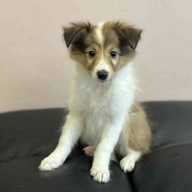 Sheltie