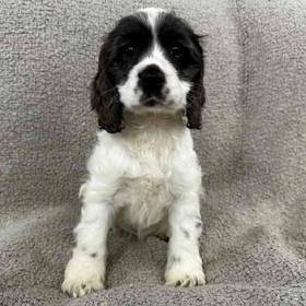 Cocker Spaniel