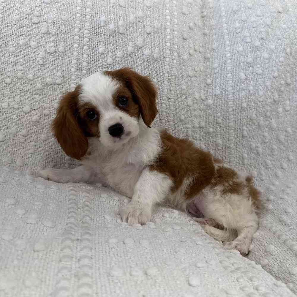 Image of a pet breed in the gallery