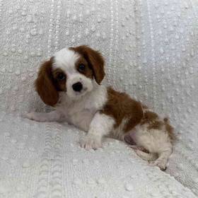 Cavalier King Charles Spaniel