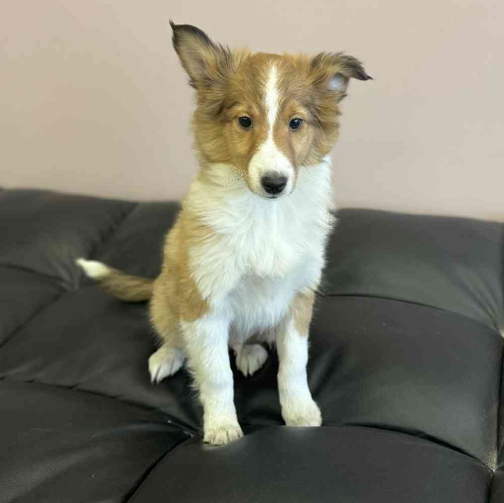 Sheltie Puppy for sale The Perfect Puppy Plainville MA