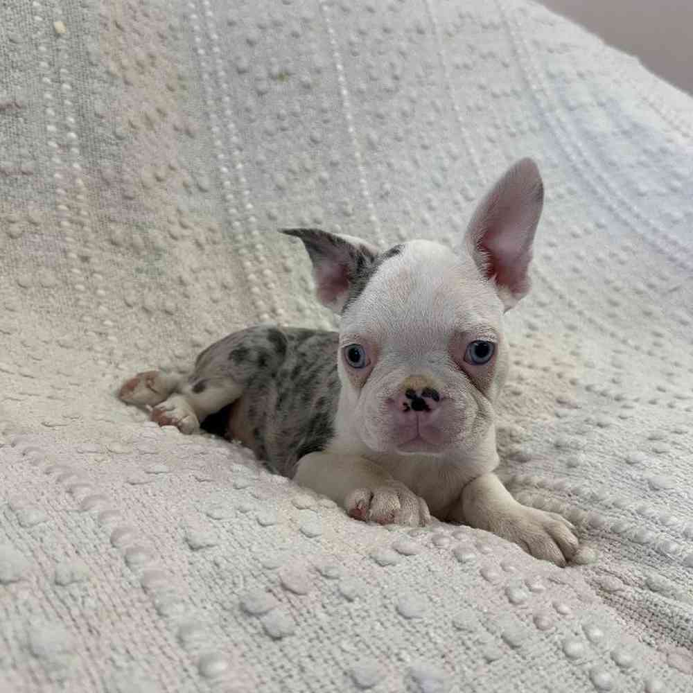 carousel pet images