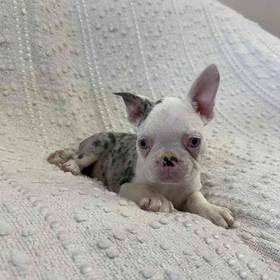 Frenchton