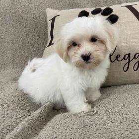 Maltipoo
