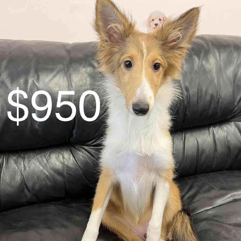 carousel pet images
