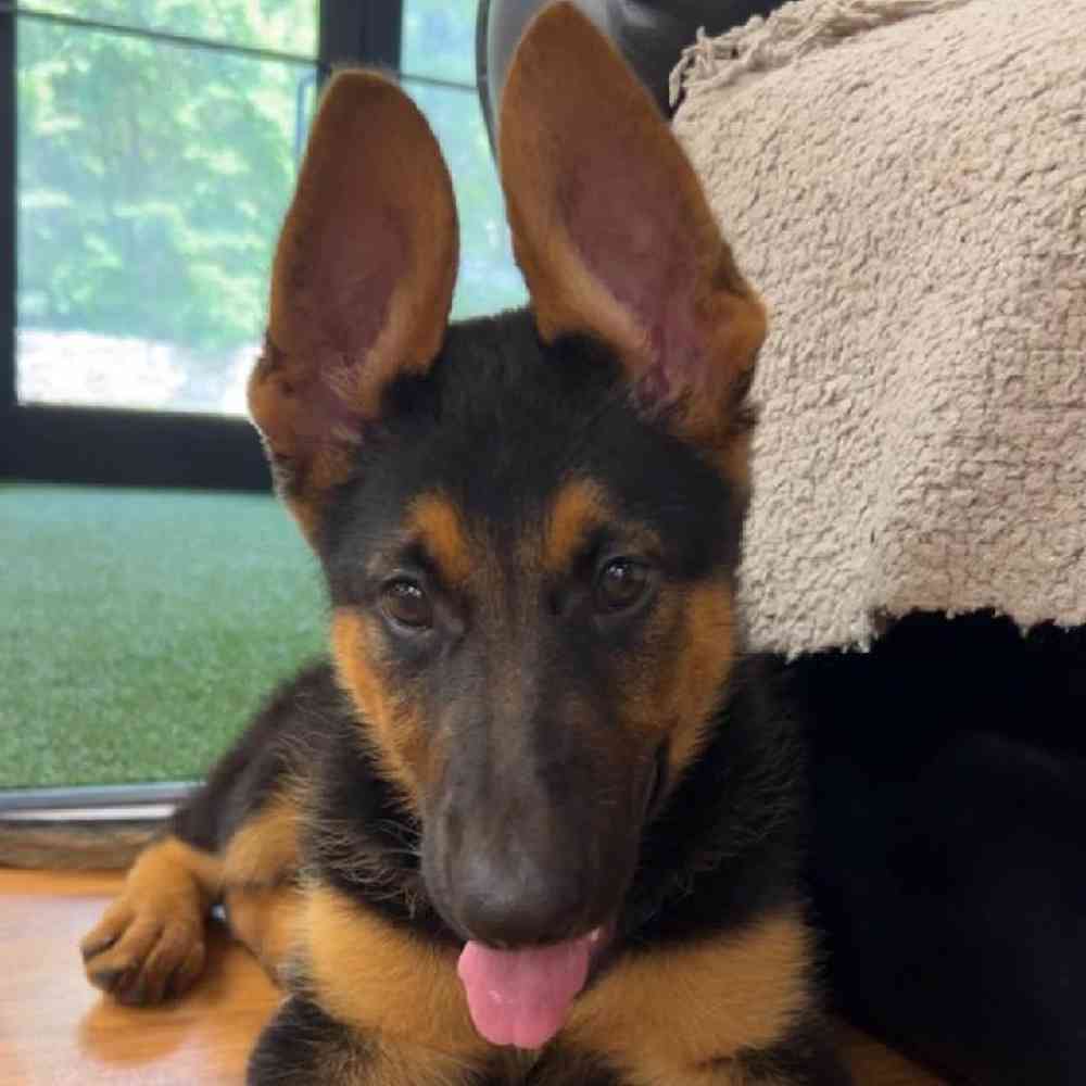 Image of a pet breed in the gallery