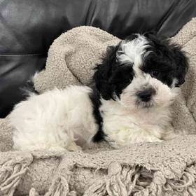 Shih-chon (Teddy Bear)