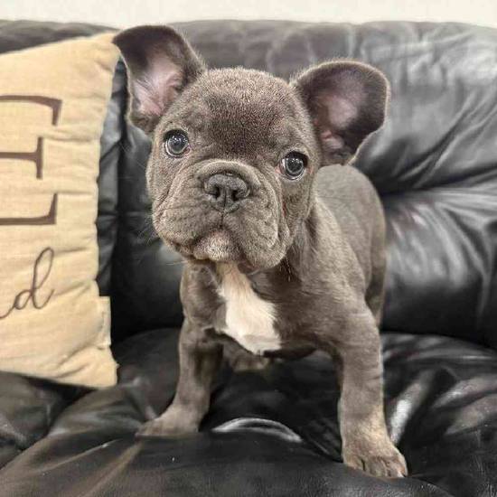 French Bulldog