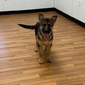 German Shepherd