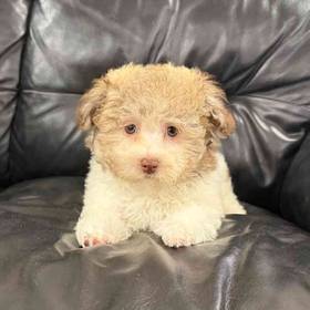 Havanese