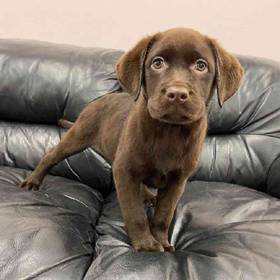 Labrador Retriever