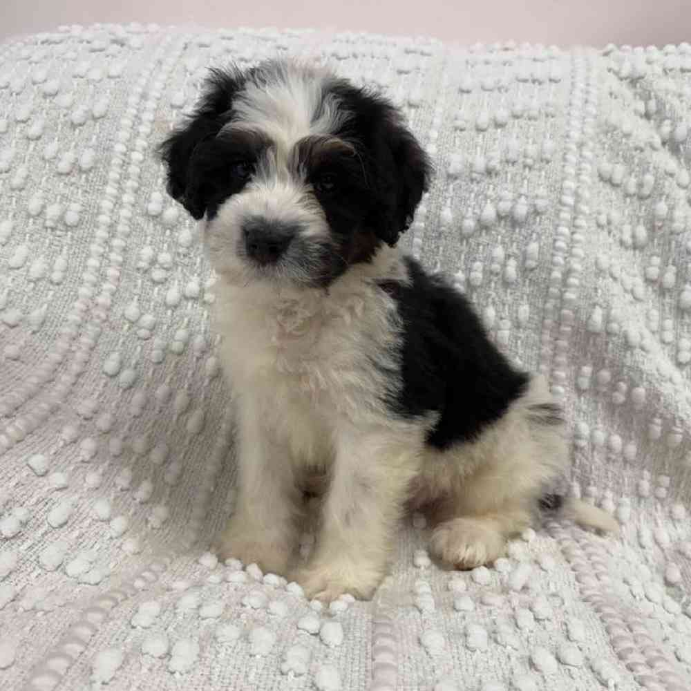 carousel pet images