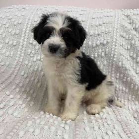 Mini  Bernedoodle