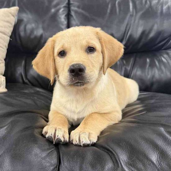 Golden Retriever Mix