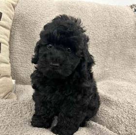 Mini Poodle Mix