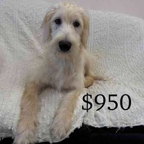 Labradoodle