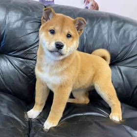 Shiba Inu