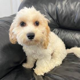 Cavachon