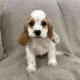 Cocker Spaniel