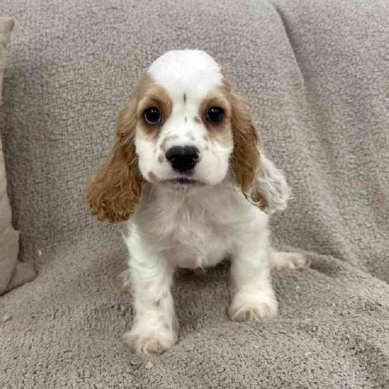 Cocker Spaniel