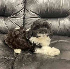 Shih-chon (Teddy Bear)
