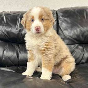 Mini Aussie