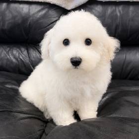 Bichon
