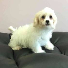 Shih-chon (Teddy Bear)
