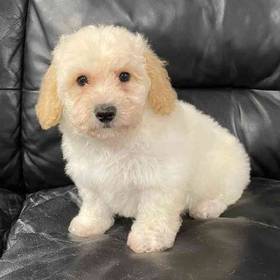 Bichon-Poo