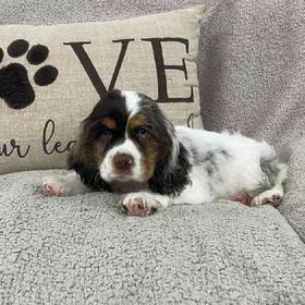 Cocker Spaniel