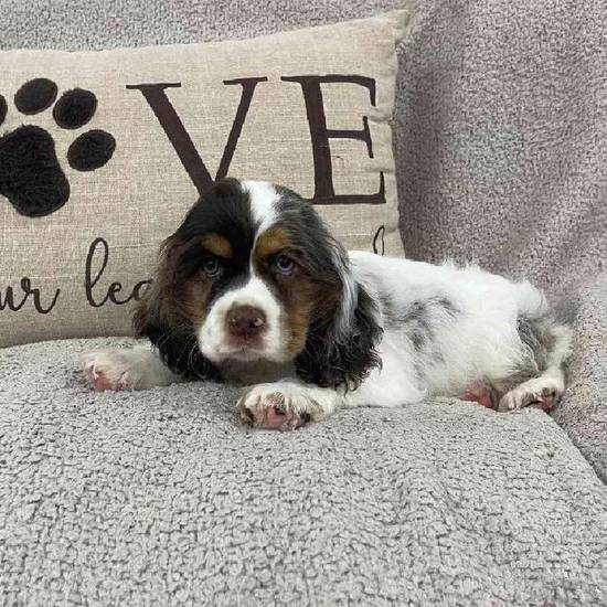 Cocker Spaniel