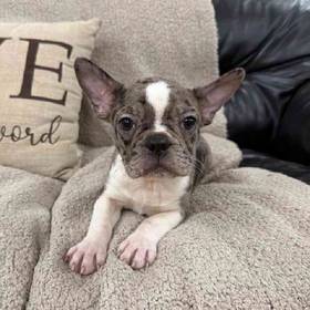 Frenchton