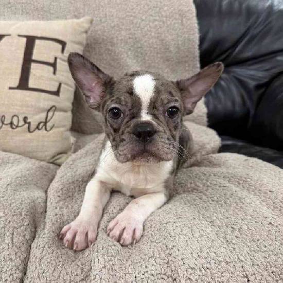 Frenchton