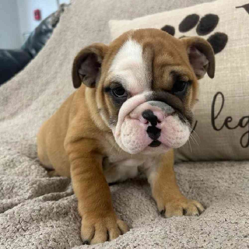 carousel pet images
