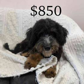 Bernedoodle Mix