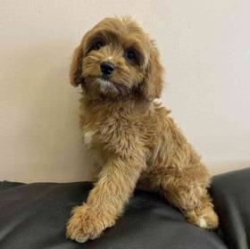 Cavapoo