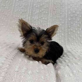 Yorkie