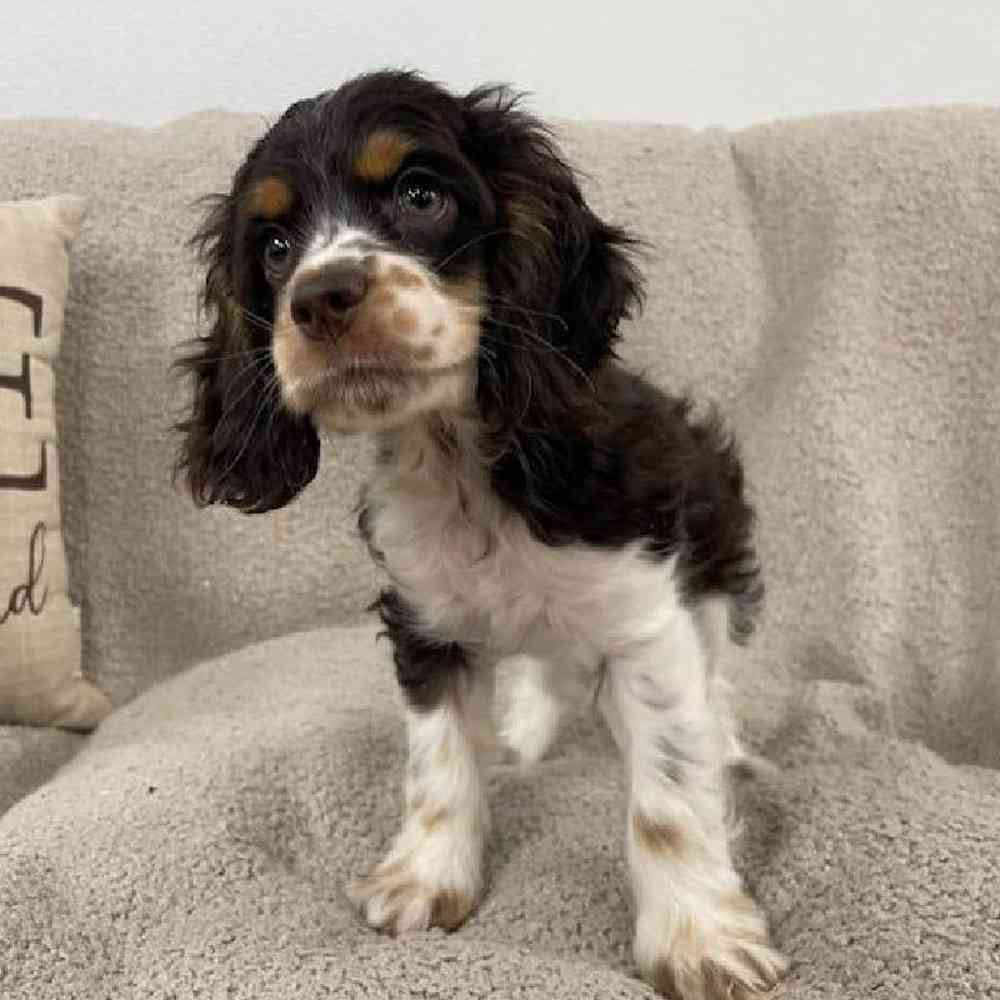 Ohio Cocker Spaniels | Aberdeen OH, image size:1000x1000