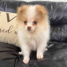 Pomeranian
