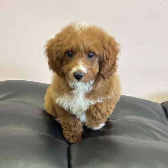 Cavapoo