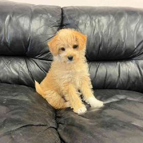 Shiba - Poo