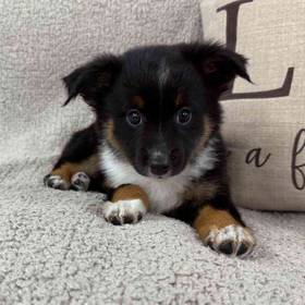 Mini Aussie