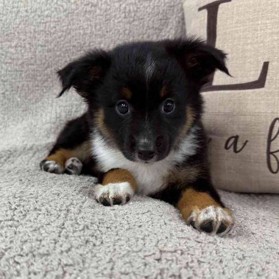 Mini Aussie