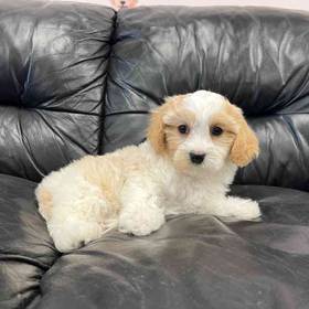 Cavachon